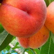 Саджанець Персик Онтаріо Вайс